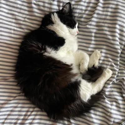 A picture of a tuxedo cat named Cullen
