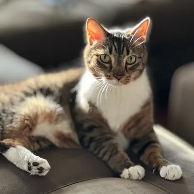 A picture of a tabby cat named Penzoil