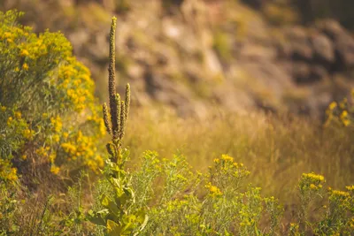 Brandon Templar at his desk
