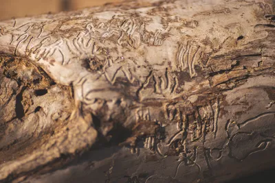 Brandon Templar at his desk